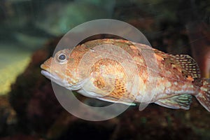 False kelpfish