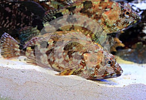 False kelpfish