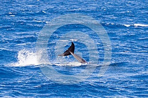 False Killer Whale Jumping near Sao Miguel, Azores