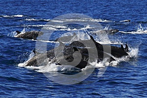 False Killer whales pods