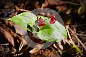 False lily of the valey, maianthemum bifolium