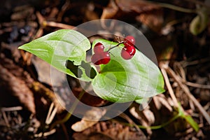 False lily of the valey, maianthemum bifolium photo