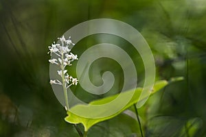 False lily of the valley close up