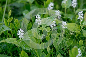 False lily of the valley, Maianthemum bifolium plants