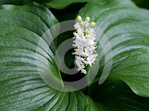 False Lily of the Valley - Maianthemum dilatatum