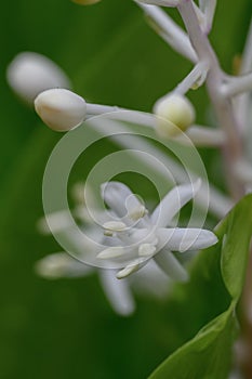 False Lily-of-the-Valley Speirantha convallarioides, starry white flower in close-up