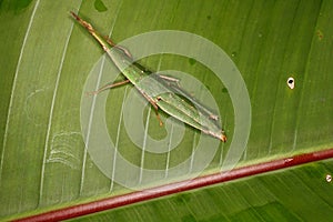 False-locusts on palm leaves.
