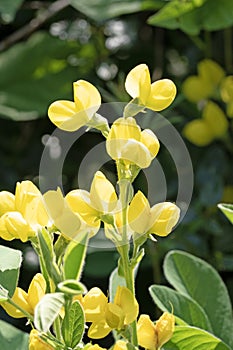 False lupin or goldenbanner flowers