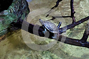 False map turtle sitting on a branch