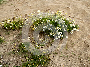 False mayweed growing in sand on a beach