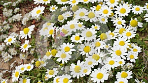 False Mayweed or Sea Mayweed - Tripleurospermum Maritimum. Wild chamomile, mayweed, false chamomile, and Baldr`s eyelashes, is th