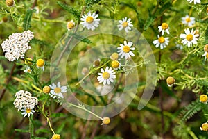 False Mayweed or Sea Mayweed - Tripleurospermum Maritimum