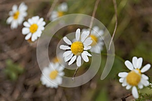 False mayweed Tripleurospermum maritimum