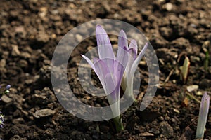 `False Meadow Saffron` flower - Merendera Pyrenaica