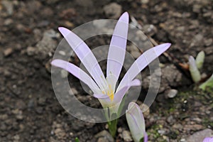 `False Meadow Saffron` flower - Merendera Pyrenaica