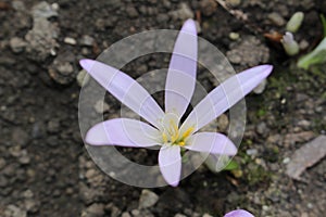 `False Meadow Saffron` flower - Merendera Pyrenaica