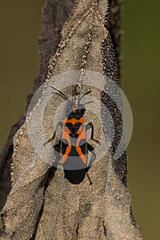 False Milkweed Bug - Lygaeus turcicus