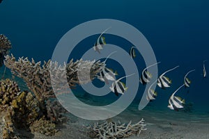 false moorish idol,crusing along the reef