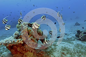 False moorish idol red sea , eilat