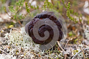 False Morel - Gyromitra esculenta