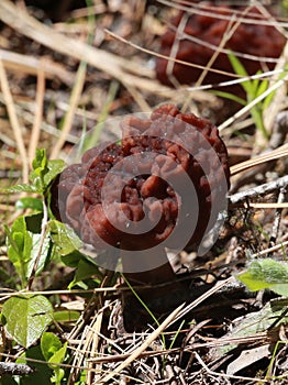 False Morel - Gyromitra esculenta