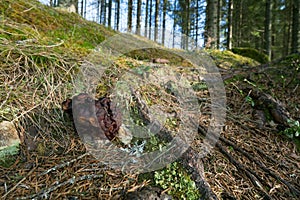 False morel, Gyromitra esculenta, growing in coniferous forest