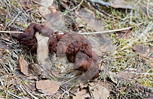 False morel, Gyromitra esculenta growming among birch leafs