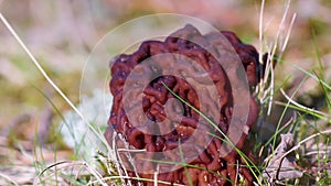 False morel (Gyromitra esculenta, Helvella esculenta) is conditionally edible or even poisonous mushroom, mushroom brain, type of 