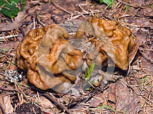 False morel or Gyromitra esculenta spring poisonous mushrooms macro, selective focus, shallow DOF