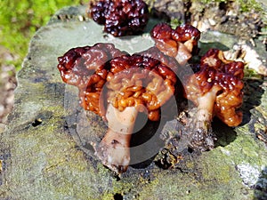 False morel mushroom