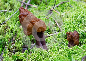 False morel mushroom or brain mushroom, Gyromitra esculenta, in the forest