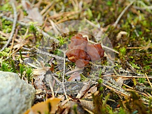 False morels on mossy woodground