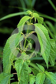 False Nettle   50039