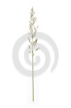 False oat-grass or ryegrass Arrhenatherum elatius isolated on a white background, copy space