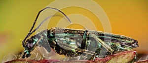 False oil beetle, Thick-legged flower beetle, Swollen-thighed beetle, Oedemera nobilis