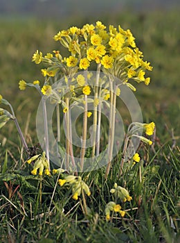 False Oxlip - Primula x polyantha