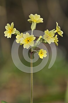 False Oxlip - Primula x polyantha