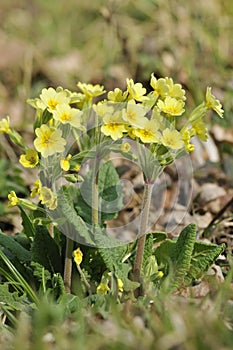 False Oxlip - Primula x polyantha