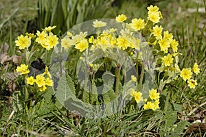 False Oxlip - Primula x polyantha