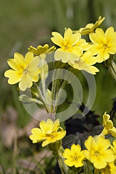 False Oxlip