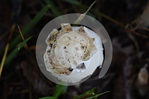 False parasol. Chlorophyllum molybdites.