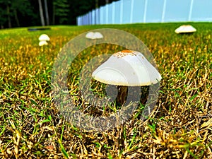 false parasol mushroom in the grass