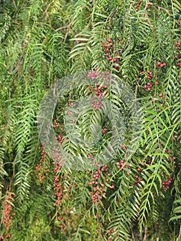 False Pepper Tree with fruit