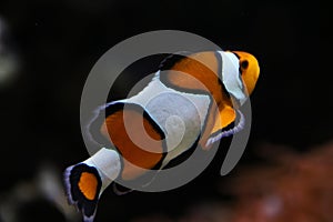 false percula clownfish