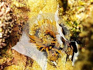 False Plum Anemone 1