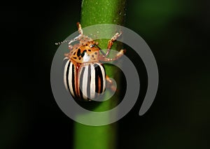 False Potato Beetle