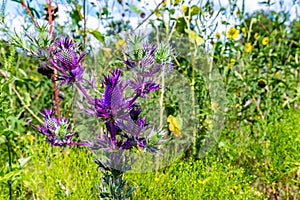 False Purple Thistle in Oklahoma