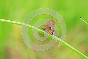 The False Ringlet butterfly