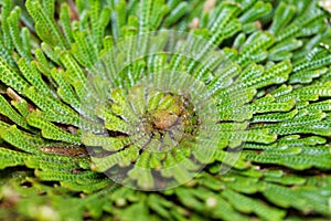 False rose of Jericho plant, Selaginella lepidophylla