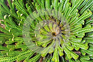 False rose of Jericho plant, Selaginella lepidophylla